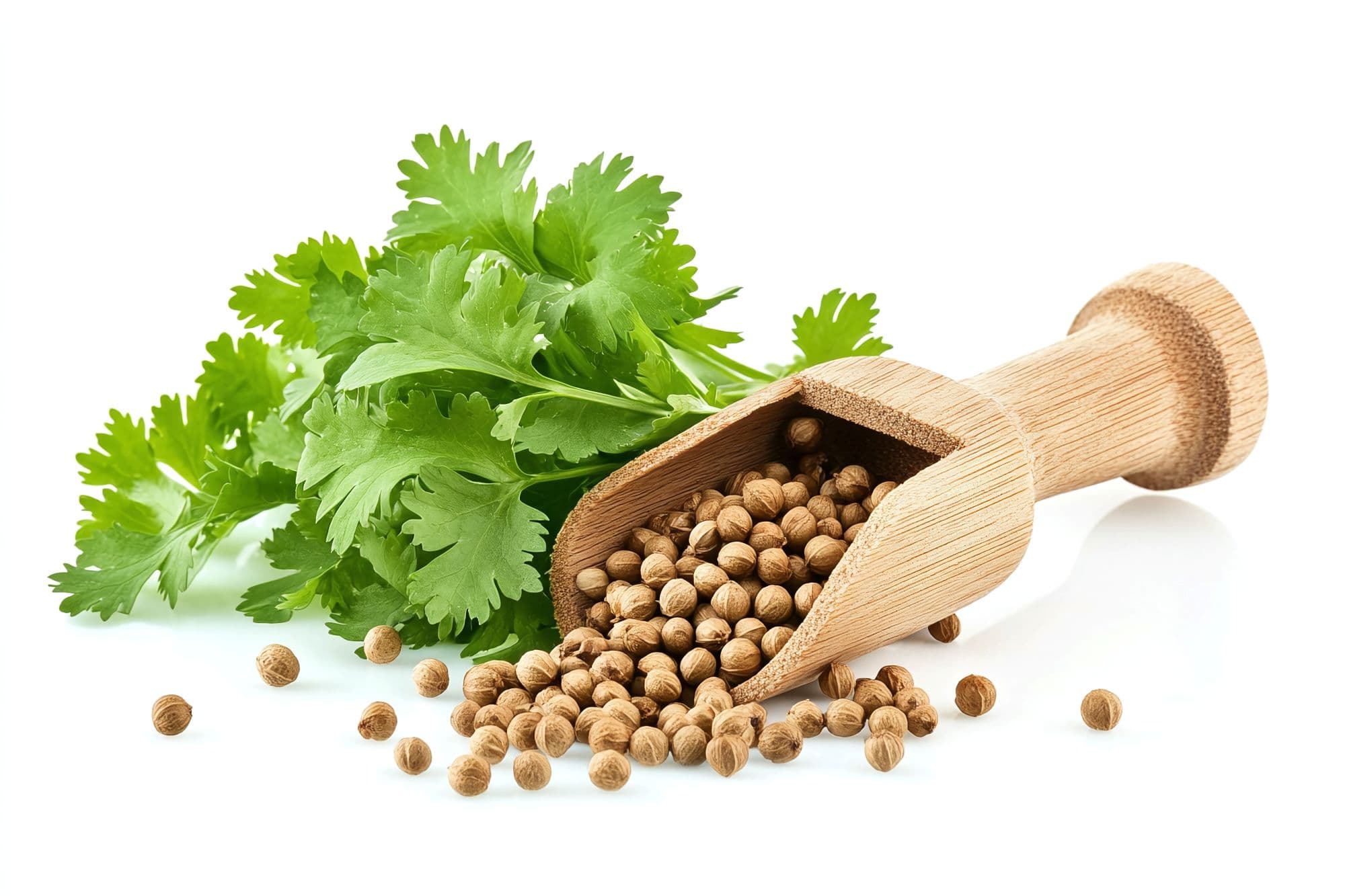 Coriander