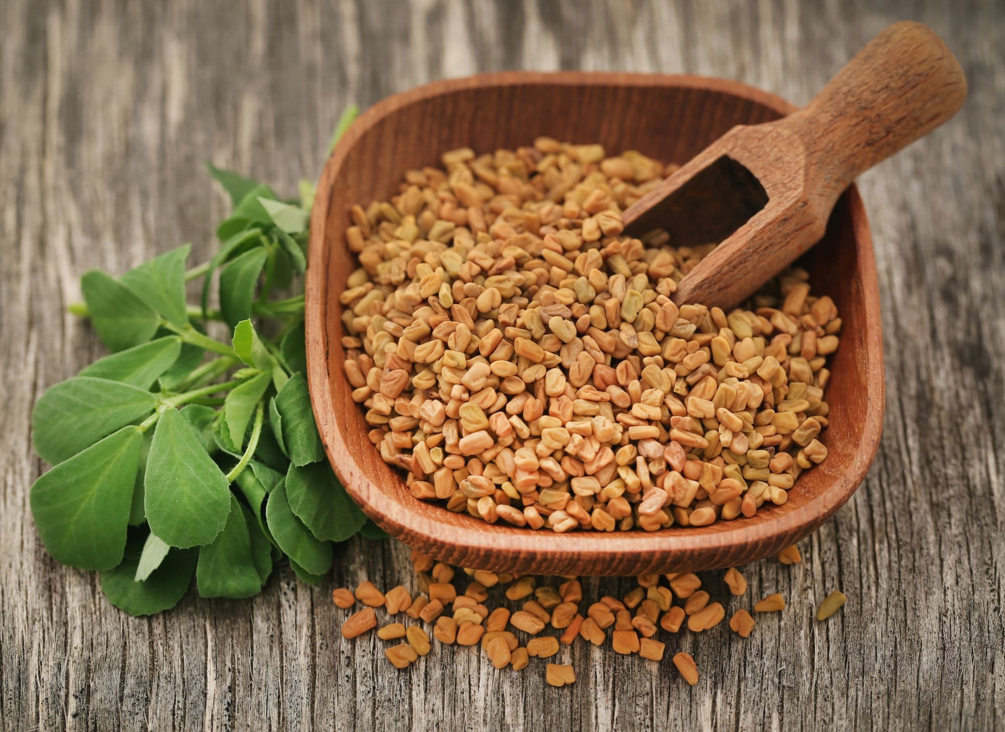 Fenugreek